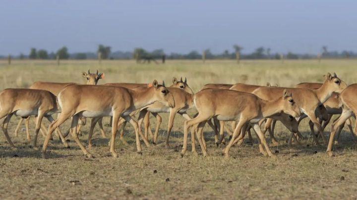 Қазақстан Қытайға 1500 киік тарту етеді