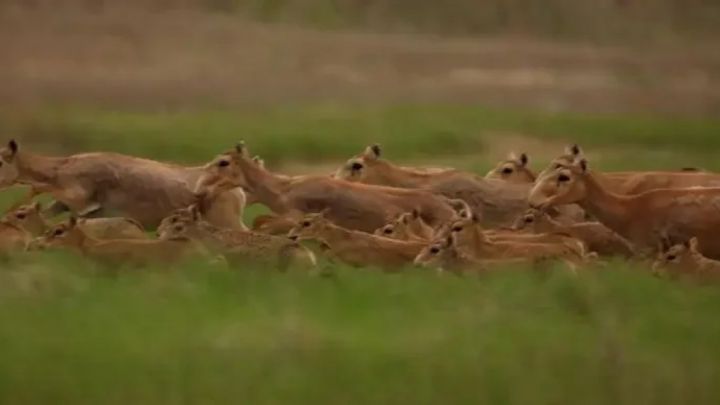 Қазақстан Қытайға 1500 киік тарту етеді