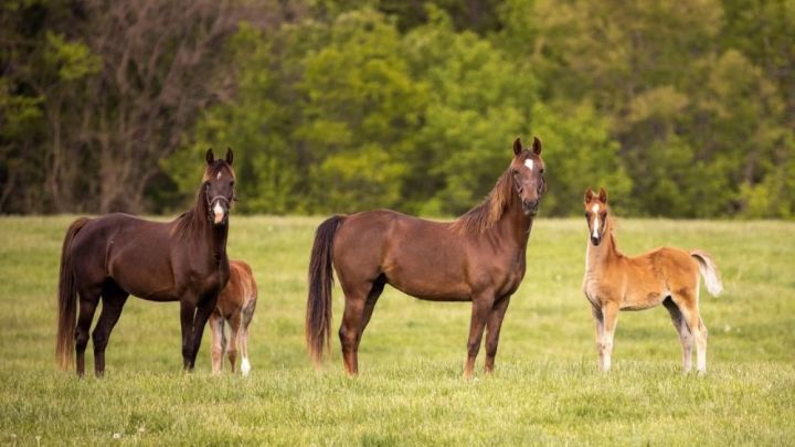 Қазақстанда жаңа ұлттық мереке енгізу ұсынылды