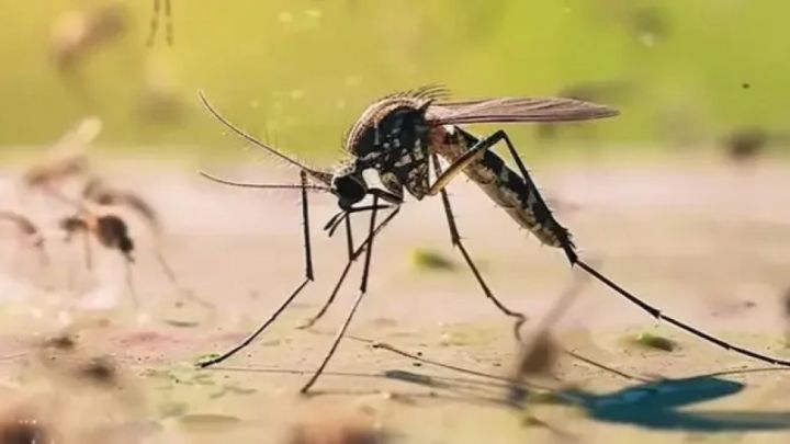 Қытайда маса арқылы таралатын қауіпті вирустың өршуі байқалды