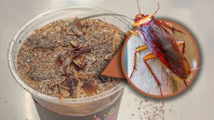 Қытайда тарақан мен құрттар қосылған кофе трендке айналды