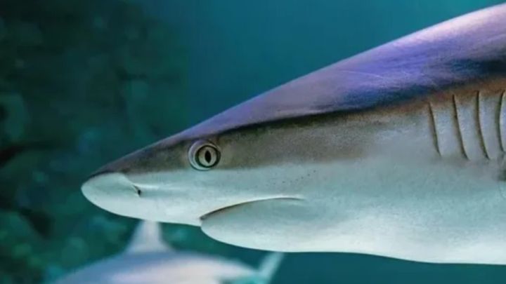 Мальдив аралдарындағы туристік нысанда акула шабуыл жасады