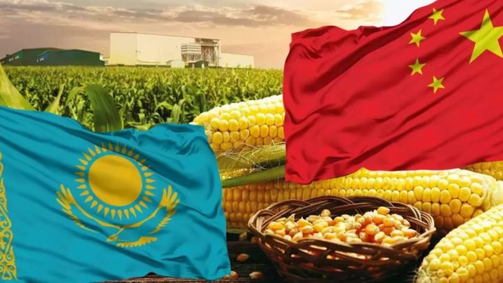 Қытай қазақстандық фермерлерге жүгері өсіруді үйретпек