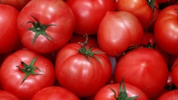 Ресейден әкелінген қызанақтан қауіпті вирус анықталды