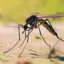 Қытайда маса арқылы таралатын қауіпті вирустың өршуі байқалды
